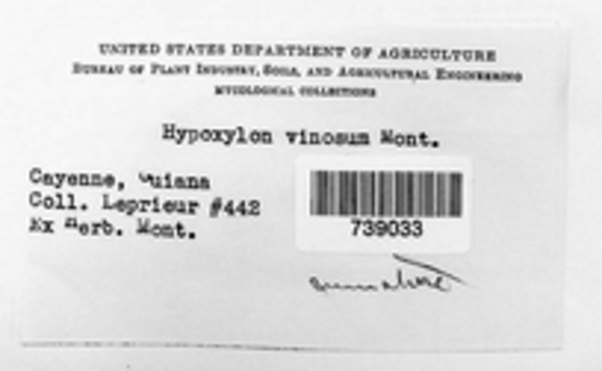 Hypoxylon vinosum image